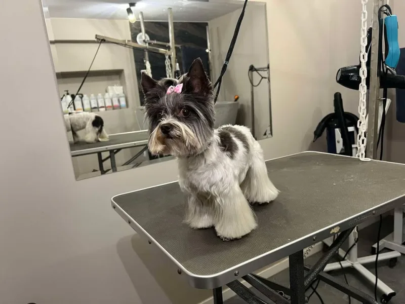 York Biewier Demi po grooming