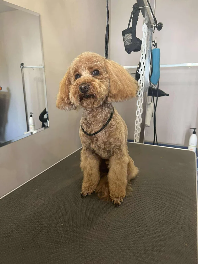 Maltipoo po grooming i pielęgnacji sierści