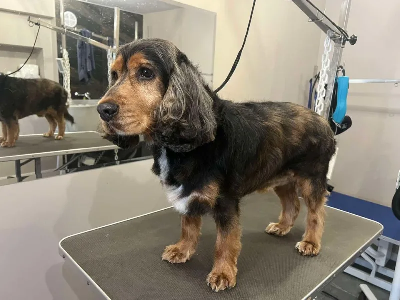 Spaniel Buddy po strzyżeniu